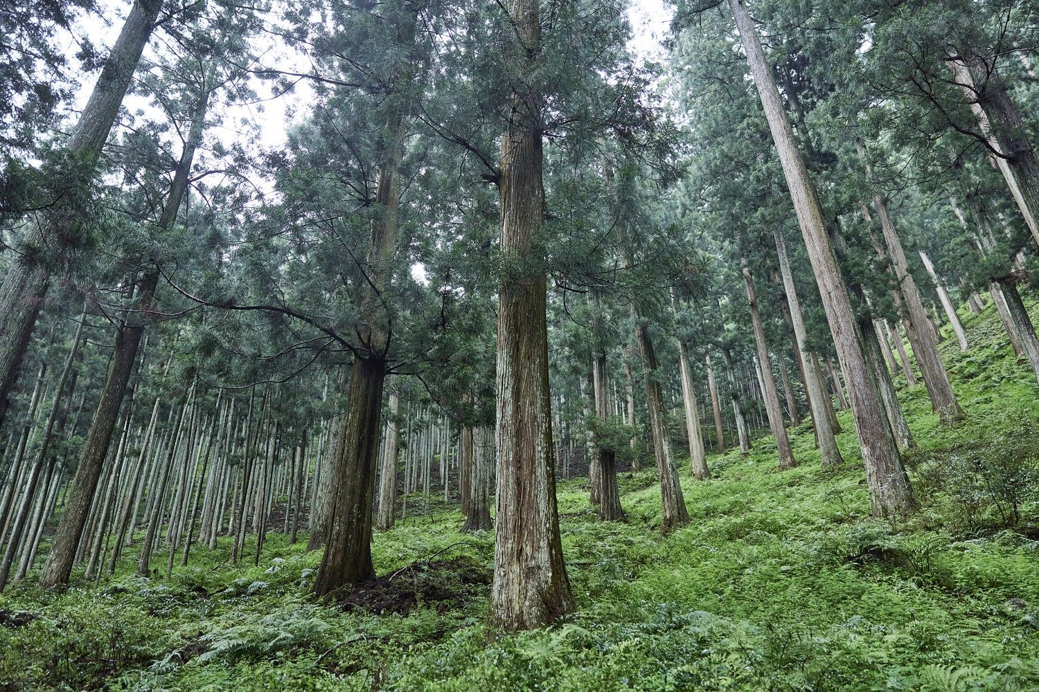 ukiyo-japan.pl - Seilence in Japanese culture Essay about silence in the Japanese culture - how understanding of silence in life, philosophy, art, work and literature can differ in different cultures?