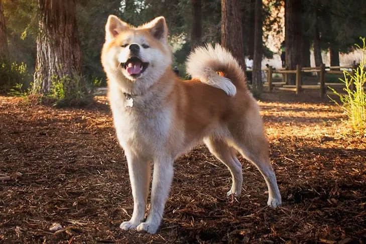 Akita inu dumna prezentacja Esej o japońskiej rasie psa akita inu - od czasów Jomon, przez samurajskie bitwy, aż po legende Hachiko - poznaj niesamowitego psa akita inu.
