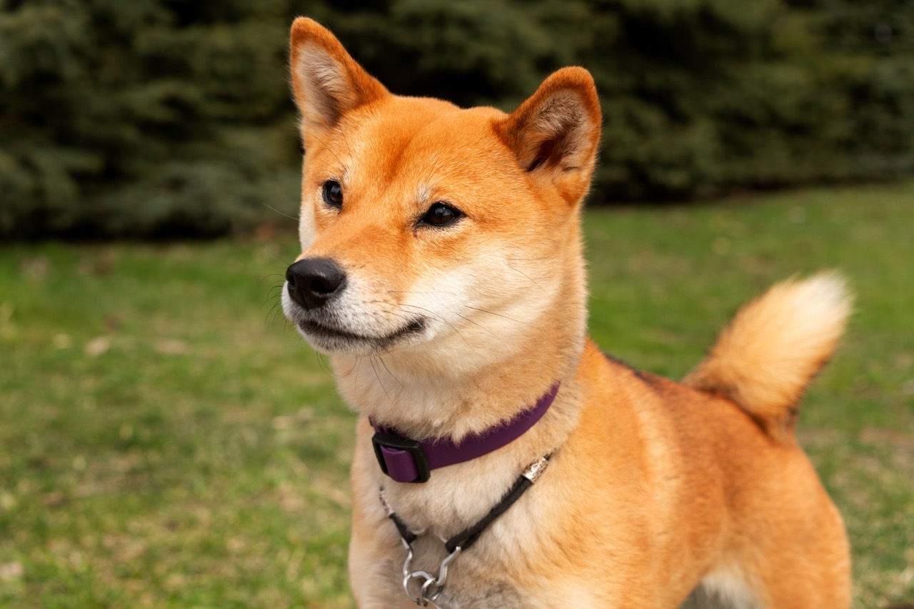 Akita inu Esej o japońskiej rasie psa akita inu - od czasów Jomon, przez samurajskie bitwy, aż po legende Hachiko - poznaj niesamowitego psa akita inu.