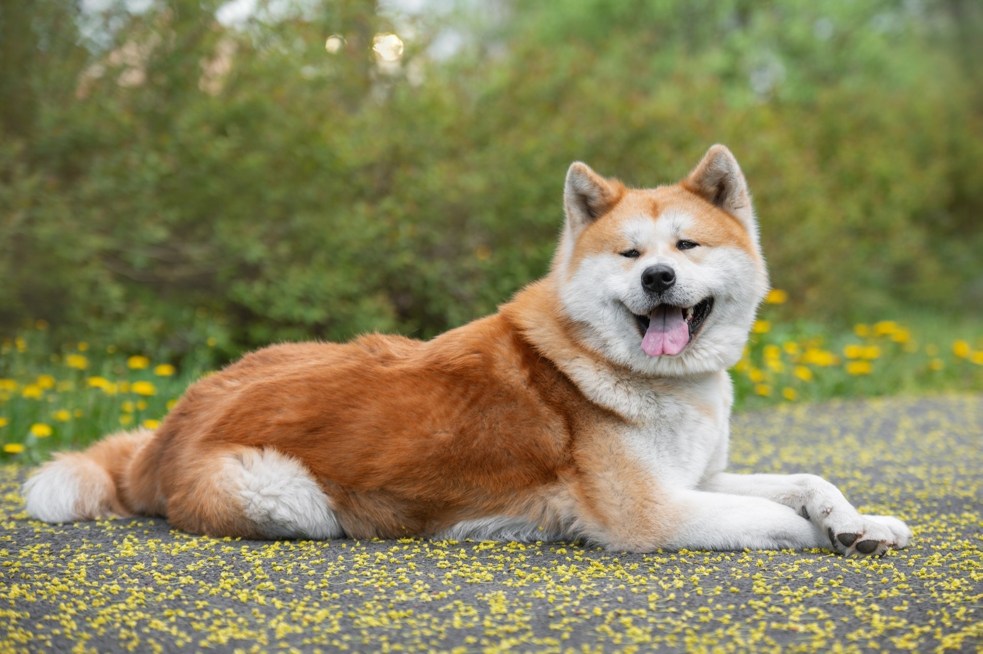 Akita Inu odpoczywa Esej o japońskiej rasie psa akita inu - od czasów Jomon, przez samurajskie bitwy, aż po legende Hachiko - poznaj niesamowitego psa akita inu.
