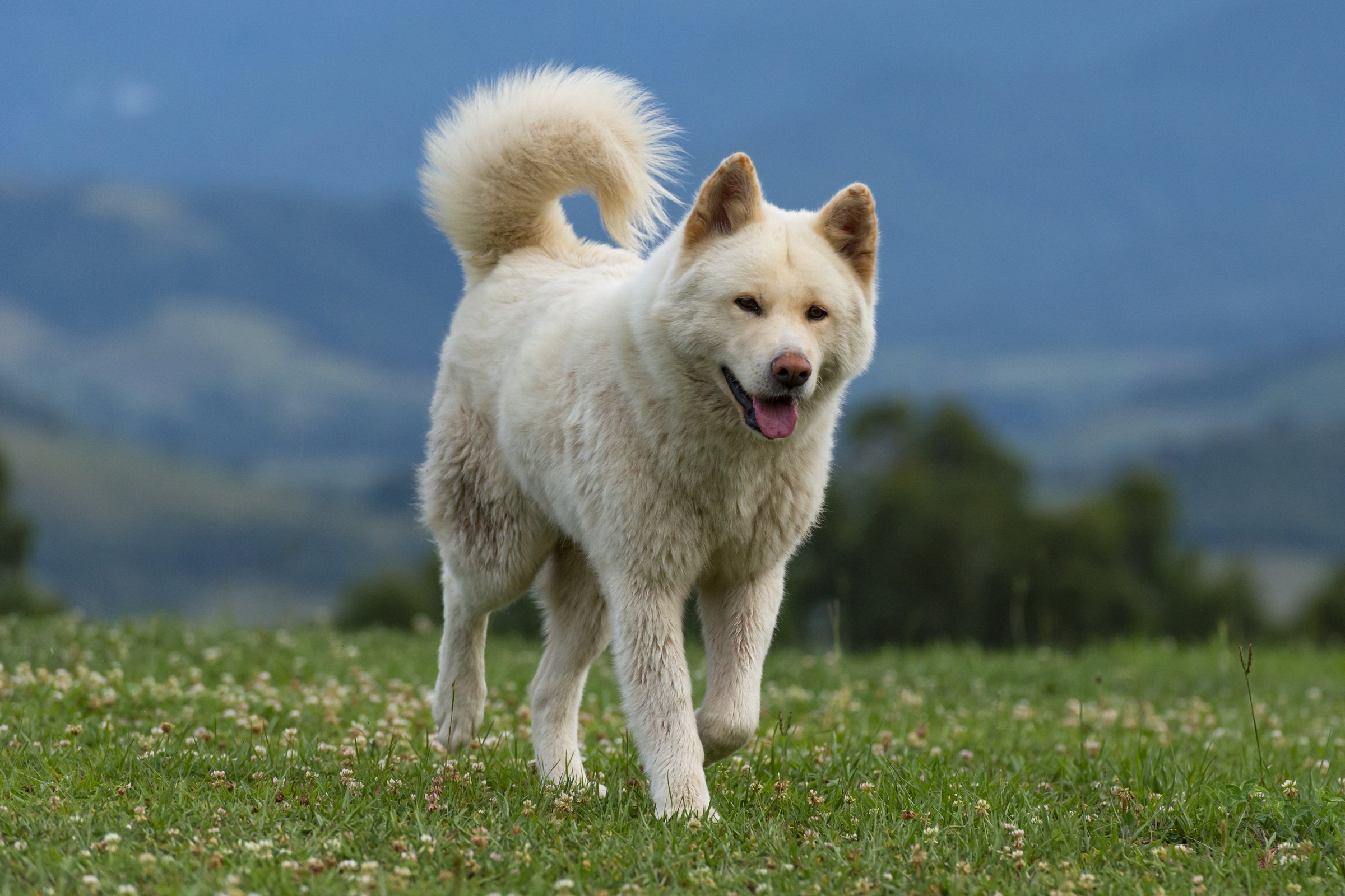 Inugami – The Dog to Whom Loyalty Was Repaid with Betrayal and Cruel Death. How Do Japanese Yōkai Portray Generational Family Trauma? Essay about the Japanese yokai Inugami - a ghostly dog which loyalty met human's cruelty. A metaphore for multigenerational family traumas.