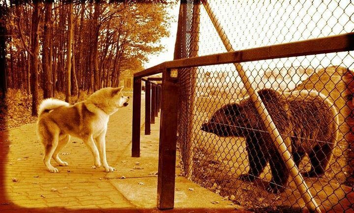 Akita inu i niedźwiedź Esej o japońskiej rasie psa akita inu - od czasów Jomon, przez samurajskie bitwy, aż po legende Hachiko - poznaj niesamowitego psa akita inu.
