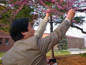 Ban'ya Natsuishi i kwiat sakury, Japonia. Współczesne haiku Japonii: Esej i interpretacja poezji genkai haiku autorstwa japońskiego poety Ban'ya Natsuishi