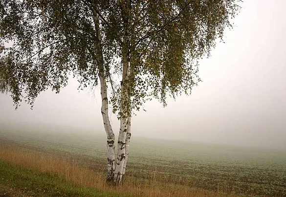Jesienny spacer z mistrzami haiku - czuć „po japońsku” wśród polskich brzóz Jesienny spacer przez polski las prowadzi ku spotkaniu z Bashō i Issą – mistrzami dawnego haiku. Refleksyjny esej o tym, jak w prostych obrazach natury kryje się japońska sztuka odczuwania świata: cisza, chłód, światło i obecność tego, co jest.