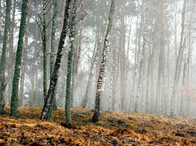 72 japońskie pory roku cz. 2 – jesień i zima w kalendarzu świadomego życia 72 pory roku Japonii - druga część - jesień i zima. Mono no aware i japońskie mikro pory roku.