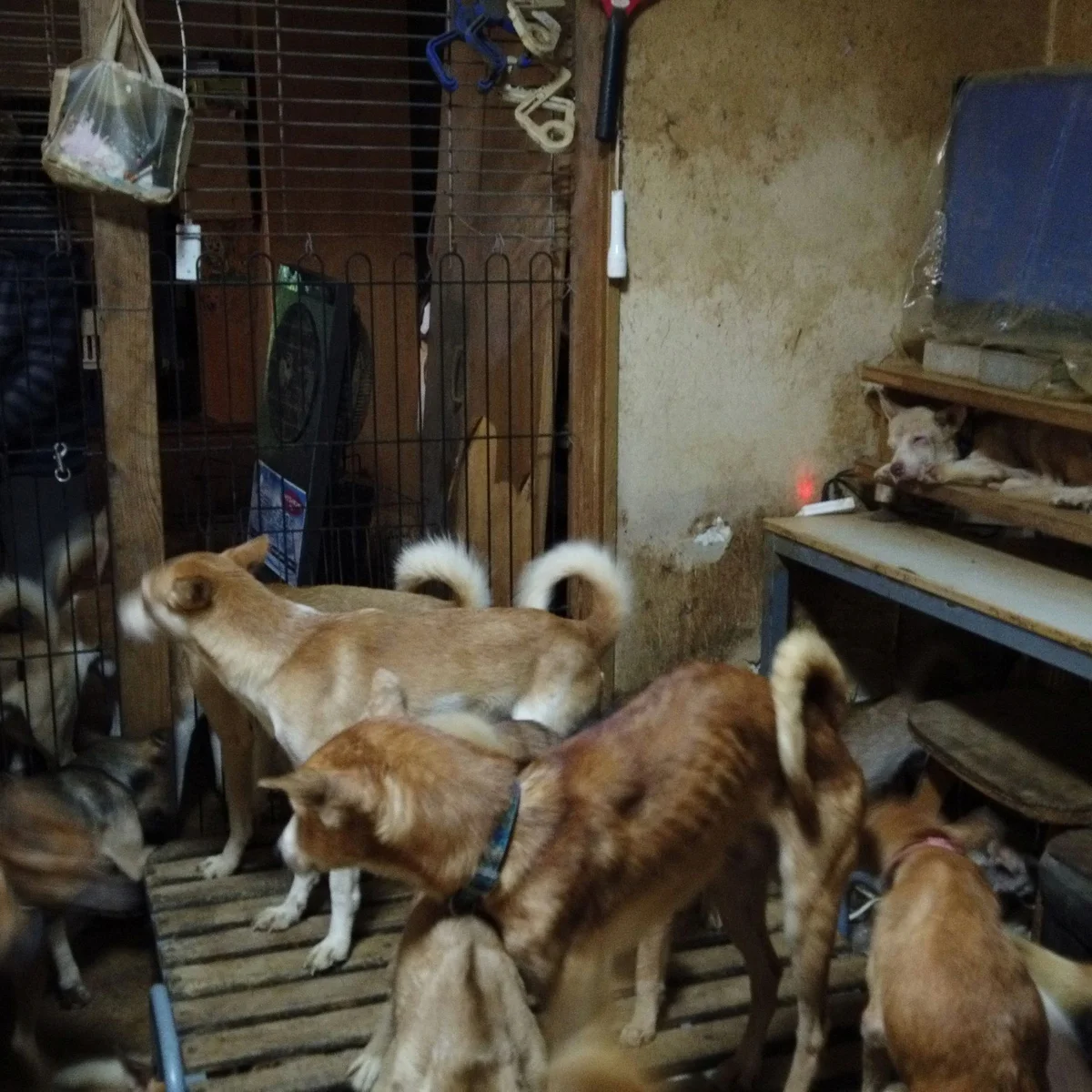 Japońskie schronisko psów Esej o psim Shogunie - Tokugawa Tsunayoshi i jego prawie o współczuciu żywym istotom (Shorui Awaremi no Rei) - jak w Edo chroniono zwierzęta przed okrucieństwem.