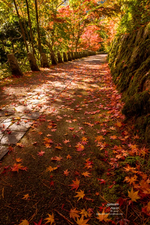 Polując na czas. Jesienne spacery momijigari jako lekcja japońskiej uważności. Momijigari to jesienne spacery wśród barwnych klonów, łączące tradycję, uważność i świadomość przemijania. O japońskim „polowaniu na czas”.