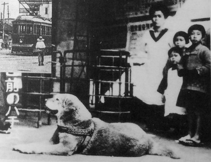 Hachiko czeka na pana na Shibuya Esej o japońskiej rasie psa akita inu - od czasów Jomon, przez samurajskie bitwy, aż po legende Hachiko - poznaj niesamowitego psa akita inu.