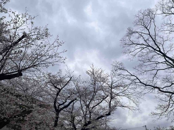 Słownik zachwytów – 15 japońskich słów na drobne chwile, które warto zapamiętać Japoński język pełen jest słów dla chwil, które łatwo przeoczyć. 15 nazw drobnych cudów natury, które pozwalają widzieć więcej.