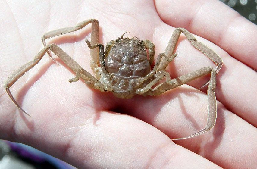 Autentyczny krabik japoński - Heikegani, youkai z twarzą samuraja. Artykuł o 10 najdziwniejszych demonach youkai z japońskiego folkloru. Shintoistyczna mitologia i legendy Japonii.