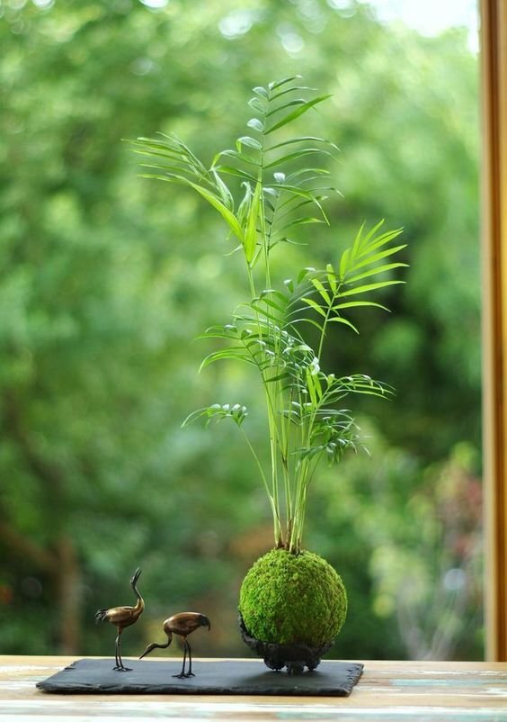 Kokedama – A Tiny Moss Planet That Brings the Forest into Our Concrete Homes The Japanese Art of Moss Balls – Kokedama: How to Bring a Touch of Forest, a Bit of Zen, and a Hint of Japanese Subtlety into Your Home?