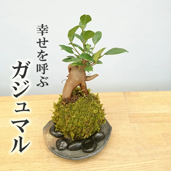 Kokedama – A Tiny Moss Planet That Brings the Forest into Our Concrete Homes The Japanese Art of Moss Balls – Kokedama: How to Bring a Touch of Forest, a Bit of Zen, and a Hint of Japanese Subtlety into Your Home?