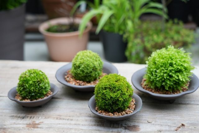 Kokedama – A Tiny Moss Planet That Brings the Forest into Our Concrete Homes The Japanese Art of Moss Balls – Kokedama: How to Bring a Touch of Forest, a Bit of Zen, and a Hint of Japanese Subtlety into Your Home?
