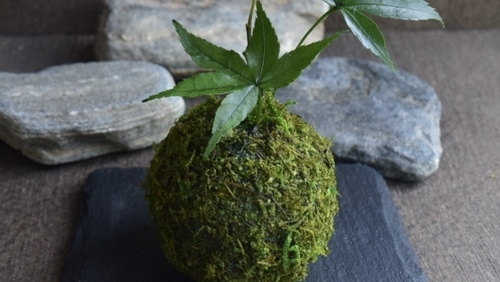 Kokedama – A Tiny Moss Planet That Brings the Forest into Our Concrete Homes The Japanese Art of Moss Balls – Kokedama: How to Bring a Touch of Forest, a Bit of Zen, and a Hint of Japanese Subtlety into Your Home?