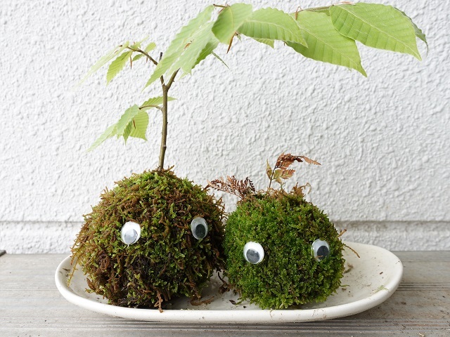 Kokedama – A Tiny Moss Planet That Brings the Forest into Our Concrete Homes The Japanese Art of Moss Balls – Kokedama: How to Bring a Touch of Forest, a Bit of Zen, and a Hint of Japanese Subtlety into Your Home?