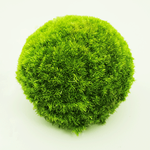 Kokedama – A Tiny Moss Planet That Brings the Forest into Our Concrete Homes The Japanese Art of Moss Balls – Kokedama: How to Bring a Touch of Forest, a Bit of Zen, and a Hint of Japanese Subtlety into Your Home?