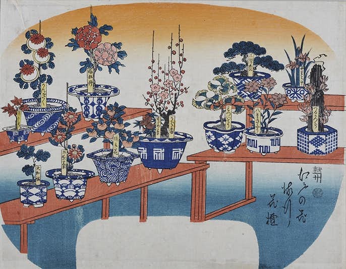 Tsubaki, czyli kamelia - kwiat, którego samuraje się bali czy kochali? Kamelia w Japonii miała być kwiatem przeklętym - opadająca główka kojarzyła się z odciętą głową samuraja. Tę legendę powtarza dziś cały świat. Tyle że w epoce Edo shōgunowie hodowali tysiące odmian kamelii, a samuraje byli głównymi klientami szkółek.