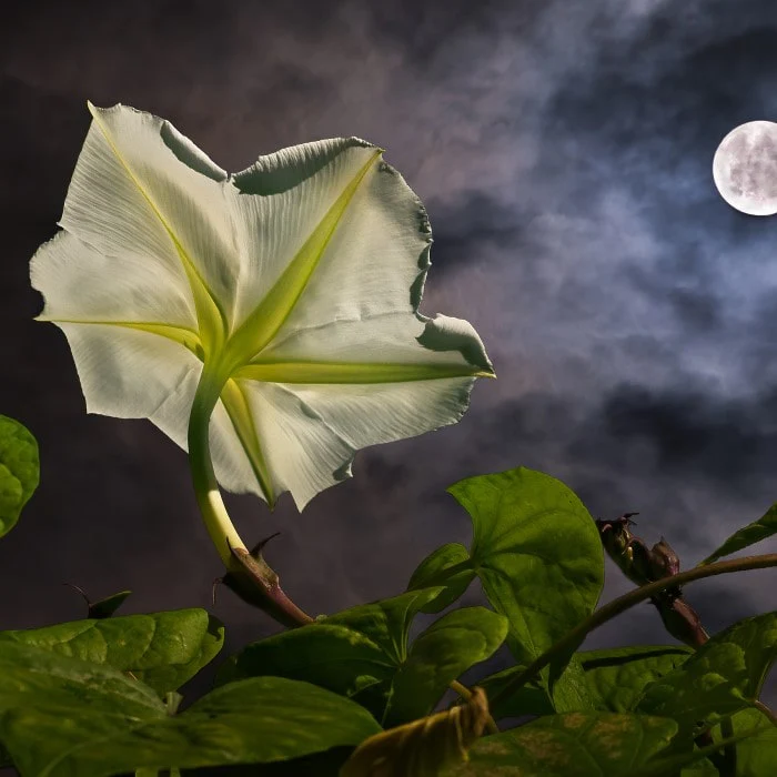 Genji and Yugao – The Secrets of the Moonflower in a Millennium-Old Tale of Desire and Loss Genji and Yugao - a tragic lovestory from Genji Monogatari by Murasaki Shikibu - Japanese philosophy of mono no aware