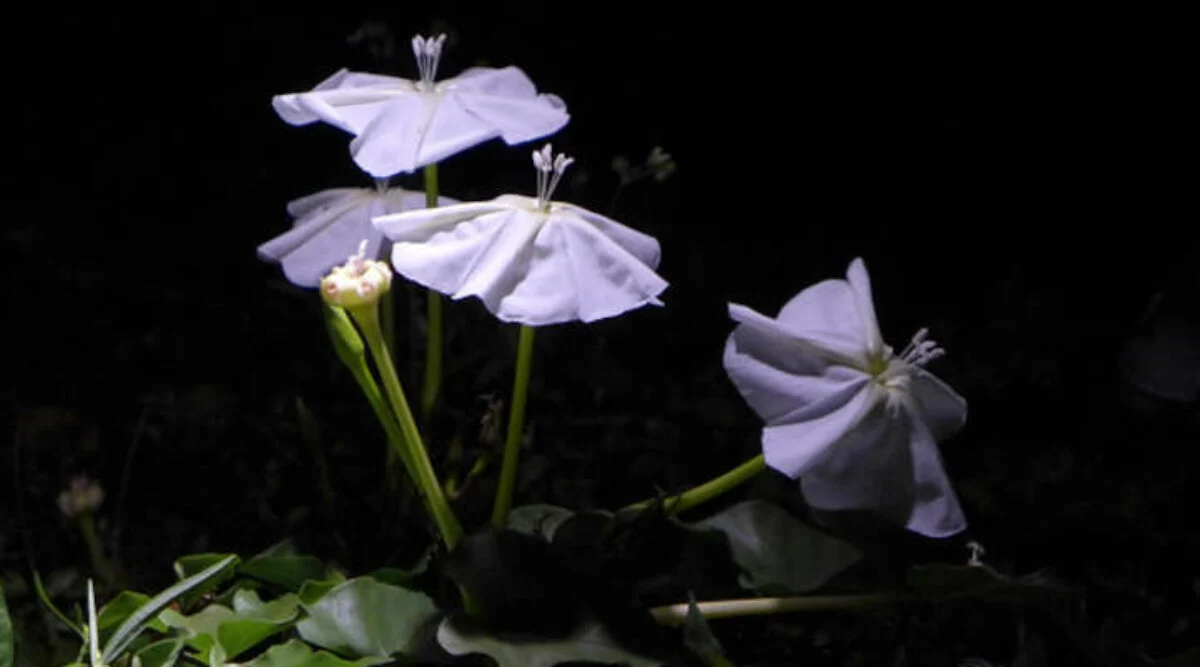 Genji and Yugao - a tragic lovestory from Genji Monogatari by Murasaki Shikibu - Japanese philosophy of mono no aware