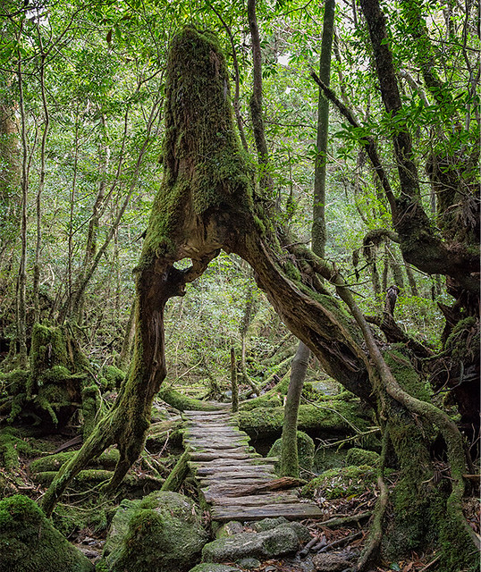Niesamowite zdjęcia z lasów japońskiej wyspy Yakushima. Artykuł o japońskiej wyspie Yakushima, gdzie odnajdziemy pradawną naturę Japonii, inspirację anime "Księżniczka Mononoke" (Mononoke Hime( Hayao Miyazakiego.
