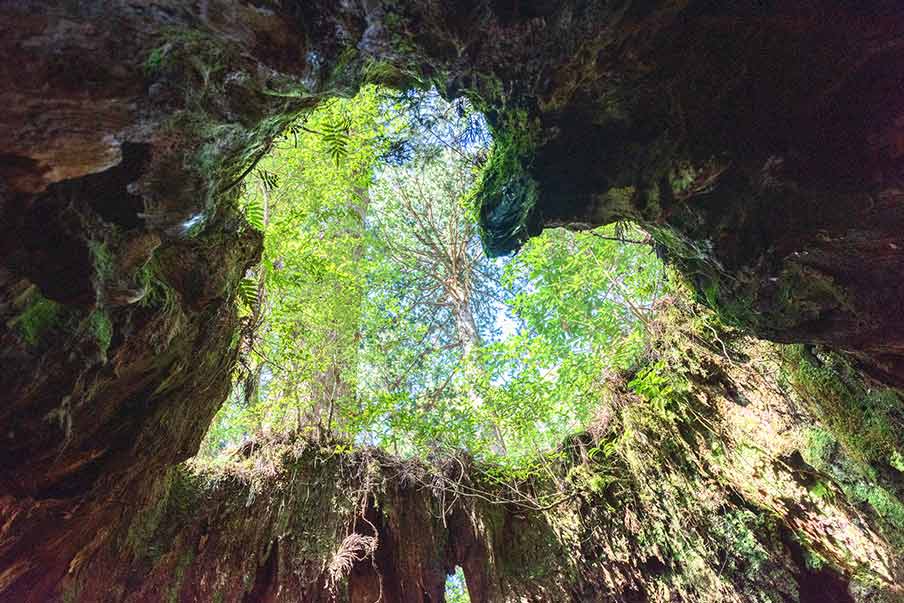 Wąwóz w kształcie serca na wyspie Yakushima, Japonia. Artykuł o japońskiej wyspie Yakushima, gdzie odnajdziemy pradawną naturę Japonii, inspirację anime "Księżniczka Mononoke" (Mononoke Hime( Hayao Miyazakiego.