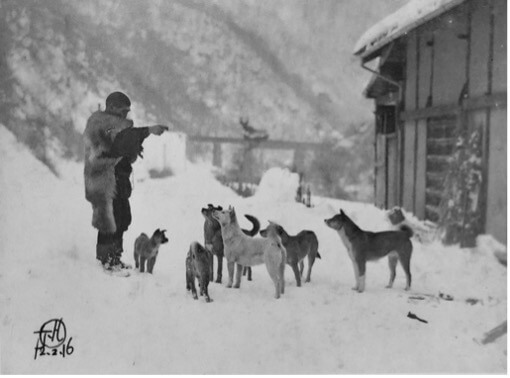 Hachinko - początek opowieści Esej o japońskiej rasie psa akita inu - od czasów Jomon, przez samurajskie bitwy, aż po legende Hachiko - poznaj niesamowitego psa akita inu.