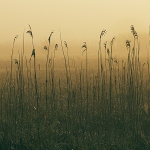 Jesienny spacer z mistrzami haiku - czuć „po japońsku” wśród polskich brzóz Jesienny spacer przez polski las prowadzi ku spotkaniu z Bashō i Issą – mistrzami dawnego haiku. Refleksyjny esej o tym, jak w prostych obrazach natury kryje się japońska sztuka odczuwania świata: cisza, chłód, światło i obecność tego, co jest.
