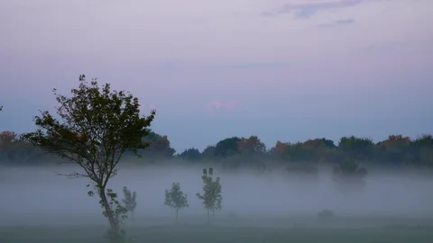 Jesienny spacer z mistrzami haiku - czuć „po japońsku” wśród polskich brzóz Jesienny spacer przez polski las prowadzi ku spotkaniu z Bashō i Issą – mistrzami dawnego haiku. Refleksyjny esej o tym, jak w prostych obrazach natury kryje się japońska sztuka odczuwania świata: cisza, chłód, światło i obecność tego, co jest.