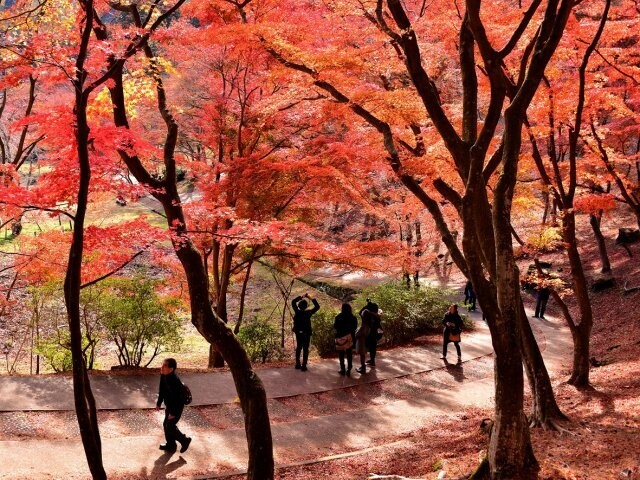 Polując na czas. Jesienne spacery momijigari jako lekcja japońskiej uważności. Momijigari to jesienne spacery wśród barwnych klonów, łączące tradycję, uważność i świadomość przemijania. O japońskim „polowaniu na czas”.