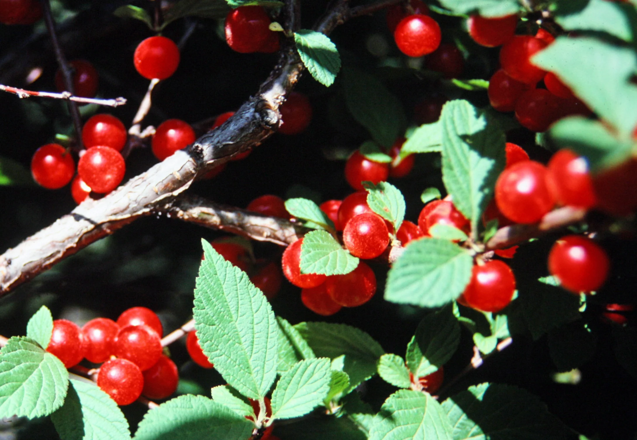 Nanking cherry - oryginalne owoce wiśni z Chin Japoński znak kanji 櫻 ("sakura") - czego możemy się nauczyć o japońskim spojrzeniu na świat ze znaku kanji na kwiat wiśni?