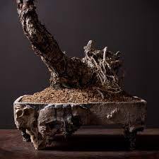 Kokedama – A Tiny Moss Planet That Brings the Forest into Our Concrete Homes The Japanese Art of Moss Balls – Kokedama: How to Bring a Touch of Forest, a Bit of Zen, and a Hint of Japanese Subtlety into Your Home?