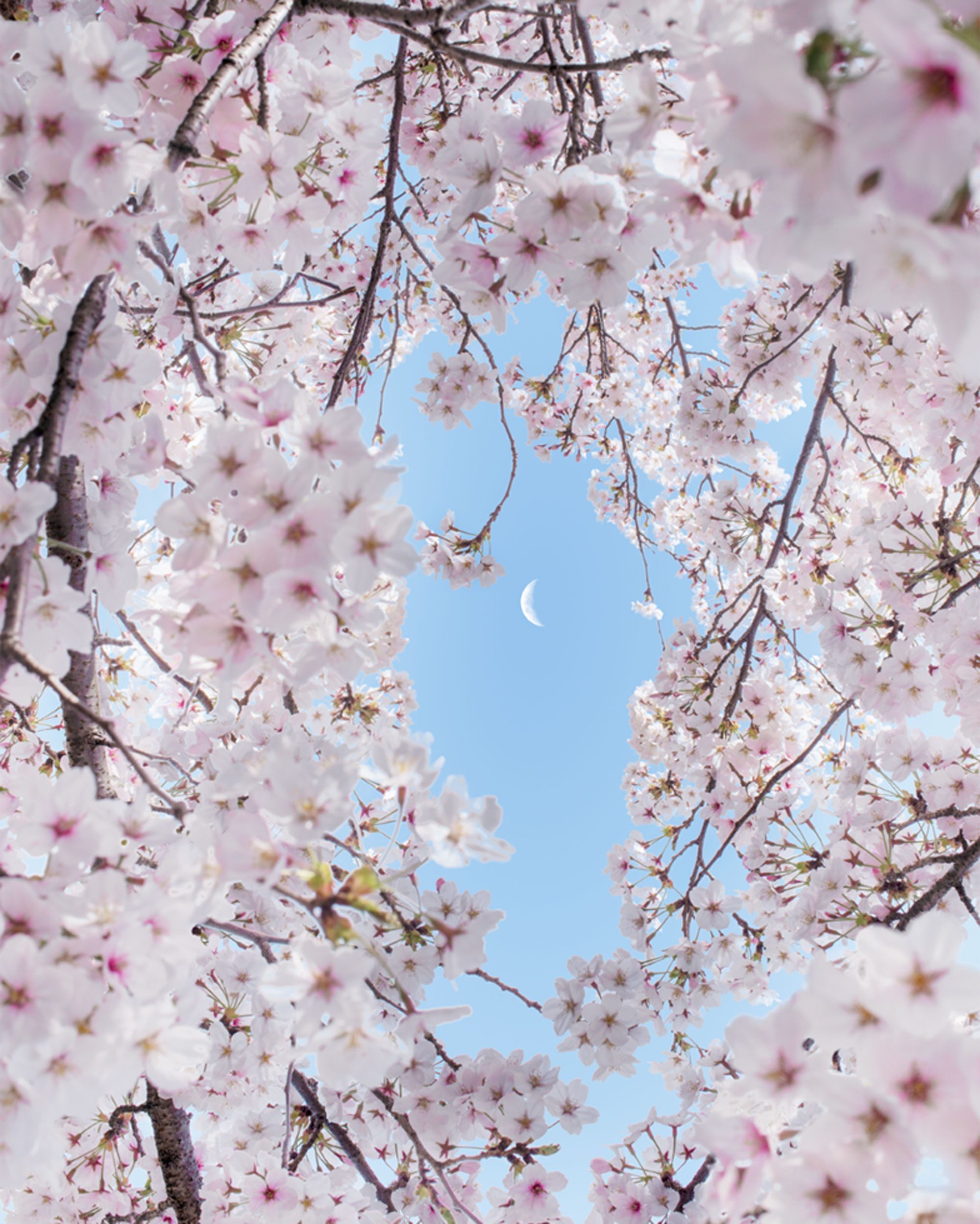 Piękne kwiaty sakury Japoński znak kanji 櫻 ("sakura") - czego możemy się nauczyć o japońskim spojrzeniu na świat ze znaku kanji na kwiat wiśni?