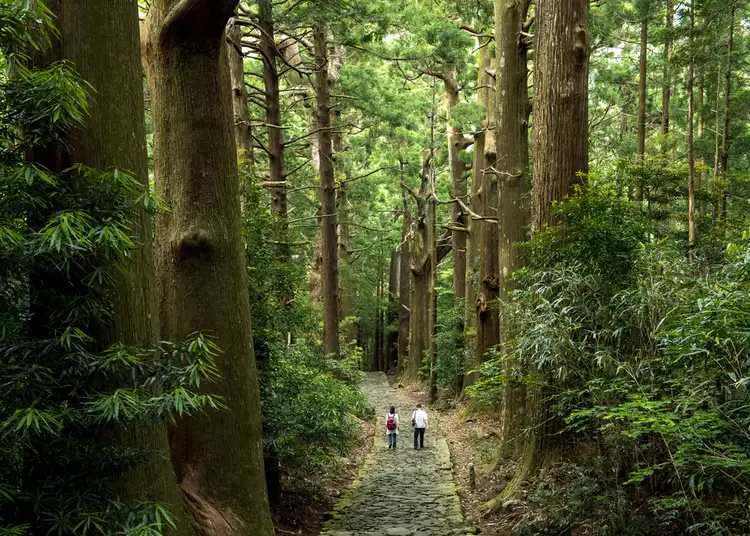 Autentyczne zdjęcie z Nikki Kodo Jak Japończycy słuchają drzew? - Relacja między człowiekiem a drzewami w sztuce ukiyo-e i japońskiej kulturze.
