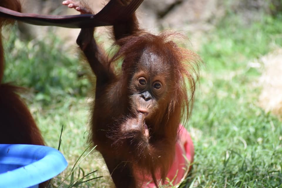 ukiyo-japn.pl - Shojo - pijany yokai z czarką sake Z japońskiej mitologii: Shōjō, czyli o yokaiu, który nie rozstawał się z sake - jaka jest jego historia oraz przesłanie?