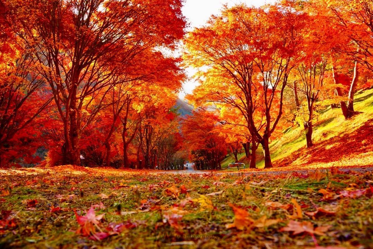 Polując na czas. Jesienne spacery momijigari jako lekcja japońskiej uważności. Momijigari to jesienne spacery wśród barwnych klonów, łączące tradycję, uważność i świadomość przemijania. O japońskim „polowaniu na czas”.