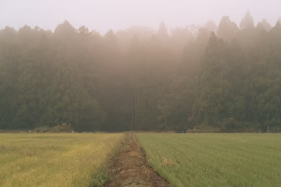 A Dictionary of Delights – 15 Japanese Words for Fleeting Moments Worth Remembering The Japanese language is filled with words for moments that are easy to overlook — 15 names for the small wonders of nature that allow us to see more.