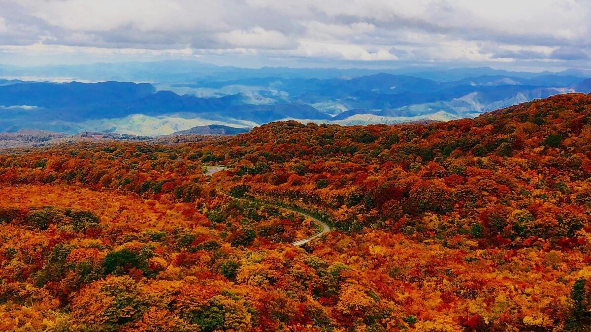 Polując na czas. Jesienne spacery momijigari jako lekcja japońskiej uważności. Momijigari to jesienne spacery wśród barwnych klonów, łączące tradycję, uważność i świadomość przemijania. O japońskim „polowaniu na czas”.