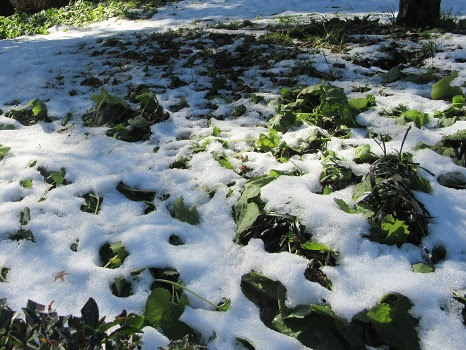 Japońska pora roku „usui”: dokoła lodowaty mróz, w sercu oddech wiosny Usui (雨水) – „Woda deszczowa” – to japońska pora przejścia, gdy zima jeszcze trzyma, a pod śniegiem zaczyna pracować wiosna. Esej o sekki, mikrosezonach i wrażliwości na zmianę, czytany przez waka i hokku oraz zimowy dzień w Przasnyszu.
