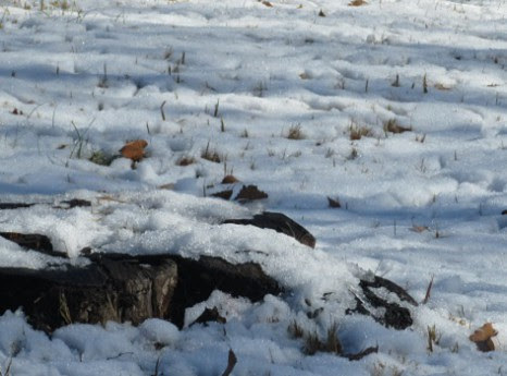 Japońska pora roku „usui”: dokoła lodowaty mróz, w sercu oddech wiosny Usui (雨水) – „Woda deszczowa” – to japońska pora przejścia, gdy zima jeszcze trzyma, a pod śniegiem zaczyna pracować wiosna. Esej o sekki, mikrosezonach i wrażliwości na zmianę, czytany przez waka i hokku oraz zimowy dzień w Przasnyszu.