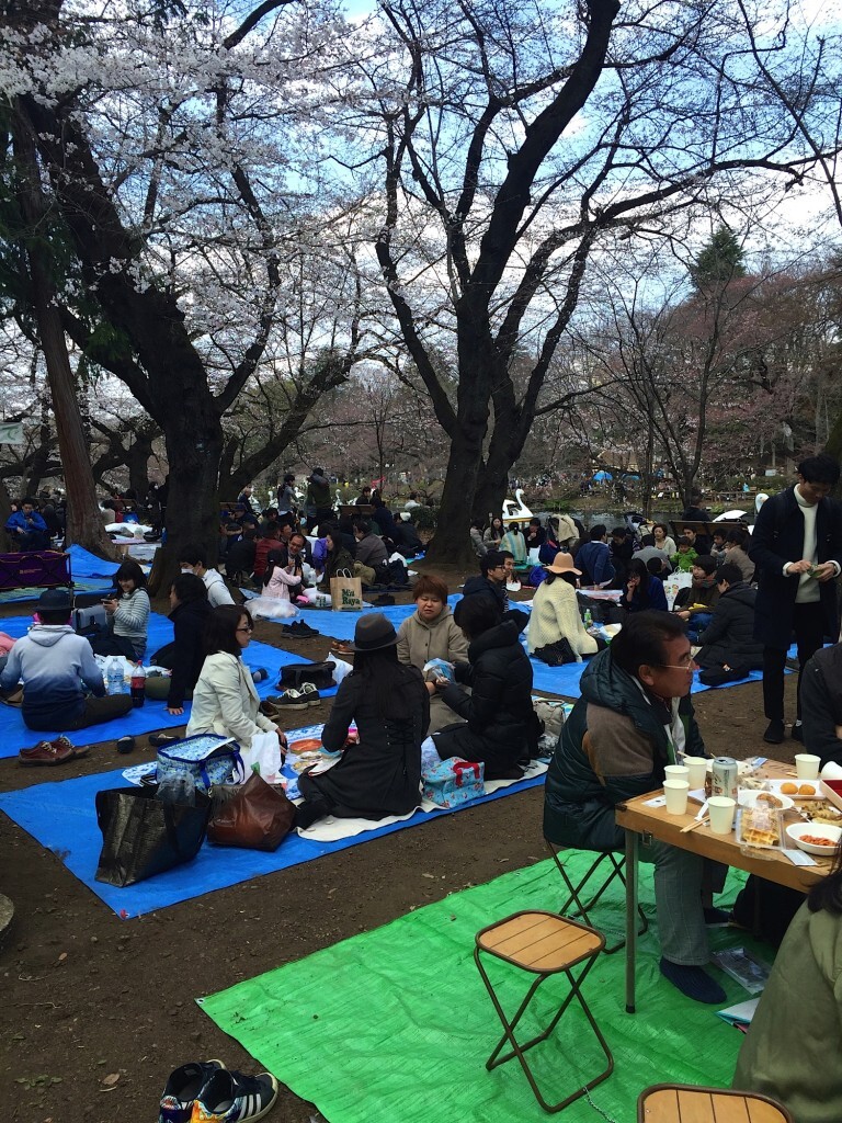 Piknik w Japonii na Shunbun no hi Święto równonocy wiosennej po japońsku - shunbun no hi 21 marca.
