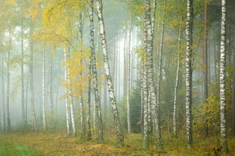 Jesienny spacer z mistrzami haiku - czuć „po japońsku” wśród polskich brzóz Jesienny spacer przez polski las prowadzi ku spotkaniu z Bashō i Issą – mistrzami dawnego haiku. Refleksyjny esej o tym, jak w prostych obrazach natury kryje się japońska sztuka odczuwania świata: cisza, chłód, światło i obecność tego, co jest.