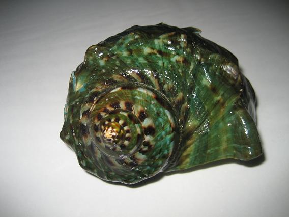 Muszla ślimaka z wyspy Yakushima, Japonia. Artykuł o japońskiej wyspie Yakushima, gdzie odnajdziemy pradawną naturę Japonii, inspirację anime "Księżniczka Mononoke" (Mononoke Hime( Hayao Miyazakiego.