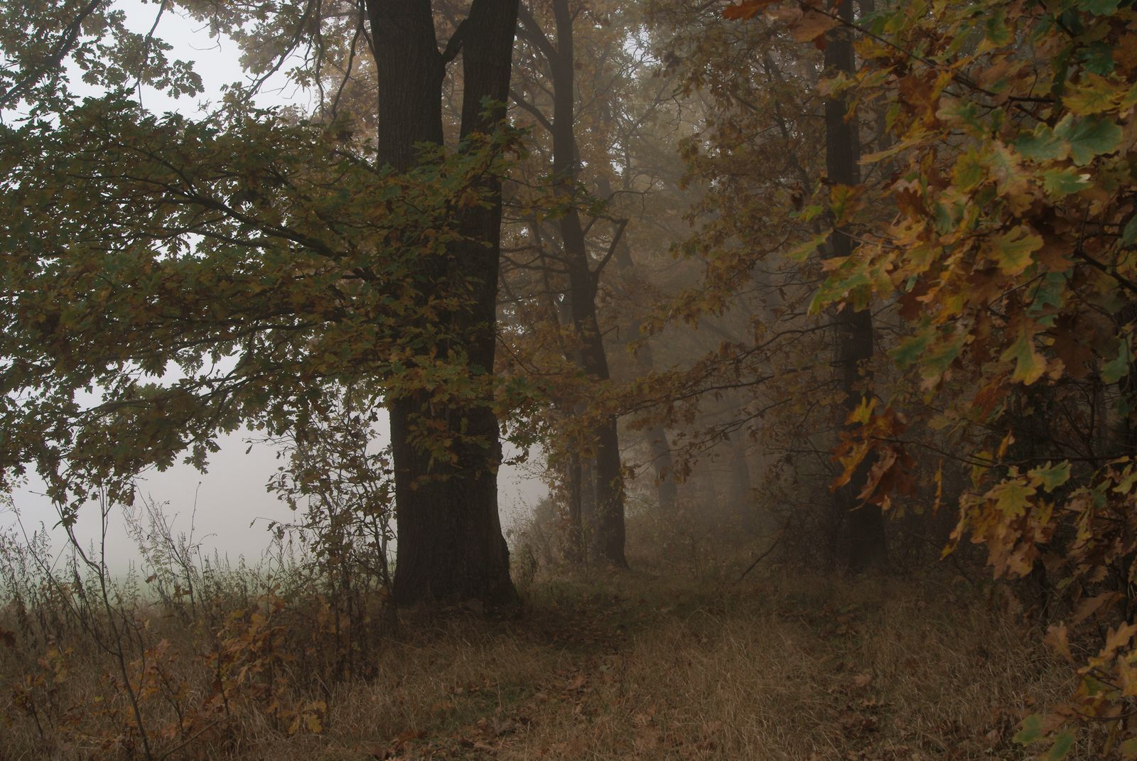 Jesienny spacer z mistrzami haiku - czuć „po japońsku” wśród polskich brzóz Jesienny spacer przez polski las prowadzi ku spotkaniu z Bashō i Issą – mistrzami dawnego haiku. Refleksyjny esej o tym, jak w prostych obrazach natury kryje się japońska sztuka odczuwania świata: cisza, chłód, światło i obecność tego, co jest.