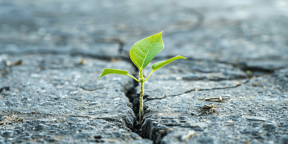 Determinacja i delikatność życia Artykuł - analiza znaczeń ukrytych w japońskim znaku kanji "życie" (sei, 生)