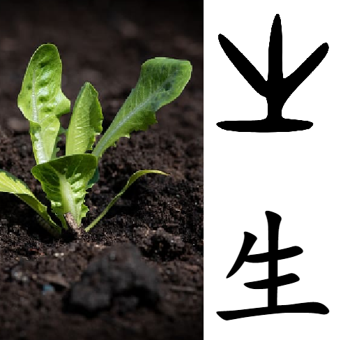 Skąd pochodzi znak kanji życia. Artykuł - analiza znaczeń ukrytych w japońskim znaku kanji "życie" (sei, 生)