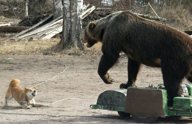 Odważny towarzysz samurajów Shiba Inu versus niedźwiedź Esej o japońskiej rasie psów Shiba Inu - ich początkom w okresie Jomon, historii u boku samurajów aż po internetowe memy i virale.