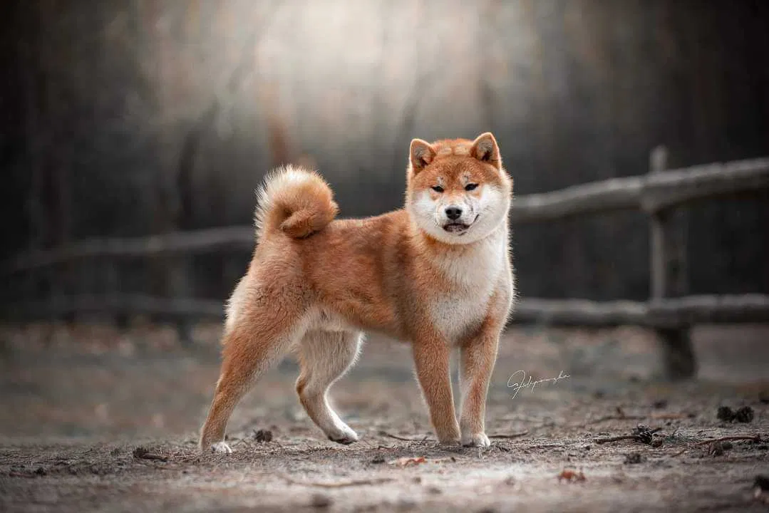 Shiba Inu - Japonia. Esej o japońskiej rasie psów Shiba Inu - ich początkom w okresie Jomon, historii u boku samurajów aż po internetowe memy i virale.