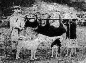 Shiba Inu pomagał Japończykom w Edo. Esej o japońskiej rasie psów Shiba Inu - ich początkom w okresie Jomon, historii u boku samurajów aż po internetowe memy i virale.