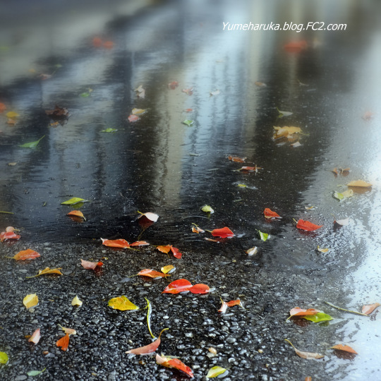 A Dictionary of Delights – 15 Japanese Words for Fleeting Moments Worth Remembering The Japanese language is filled with words for moments that are easy to overlook — 15 names for the small wonders of nature that allow us to see more.