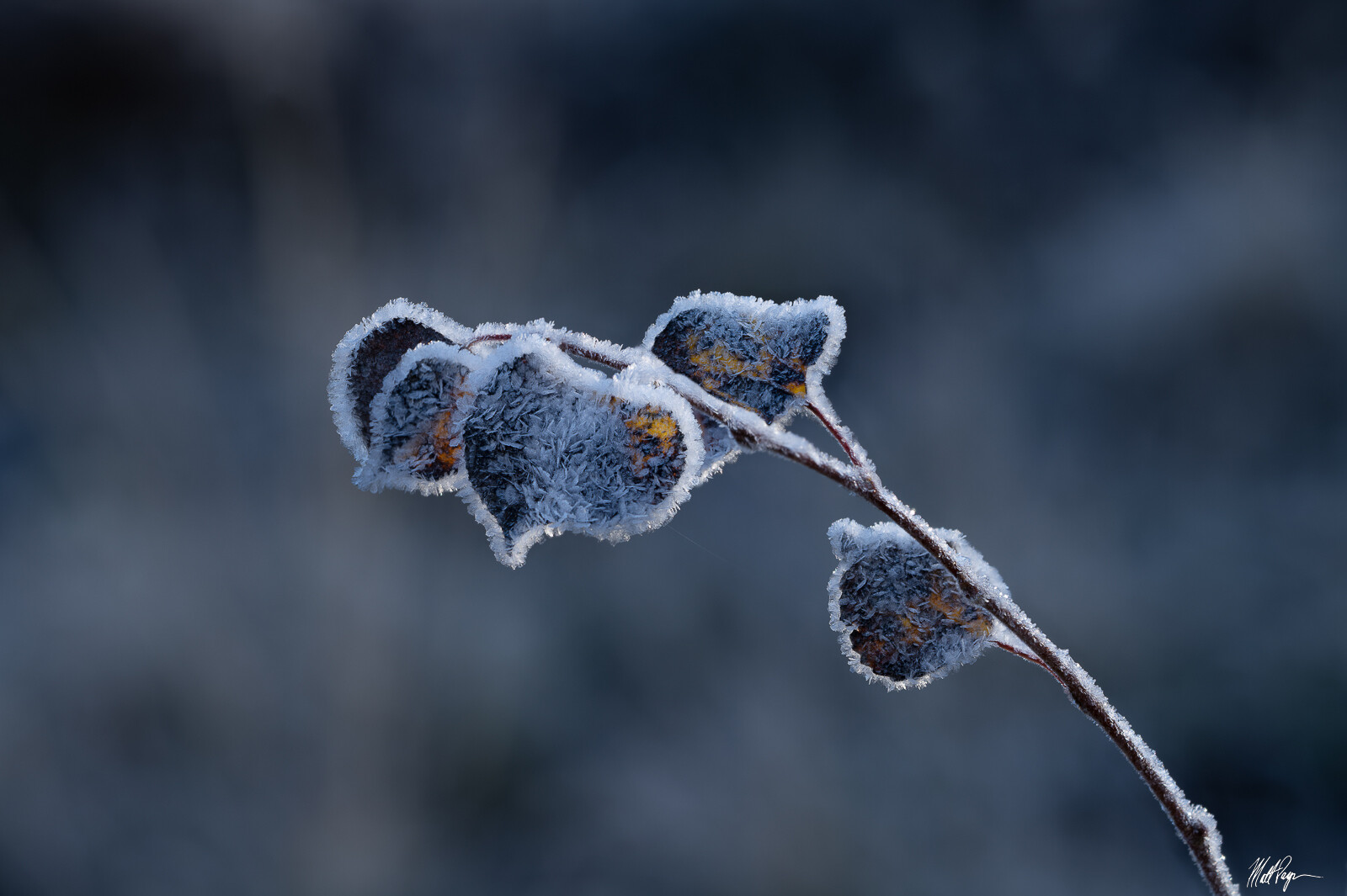 Winter Whispering Dreams: 10 Names for Snow in the Japanese Language 10 names for snow in Japanese language - how snow can be a space for thought, meditation and mono no aware feelings.